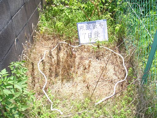 7日こもすれば完全に枯れます。こうなるとそのままほおっておくのもいいですし、引くにしても根が枯れていますから簡単です。根にまくようにして下さい。