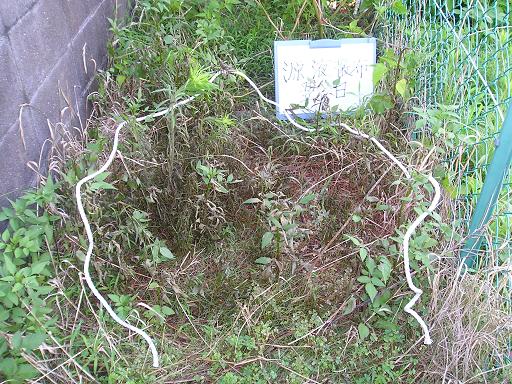 大きな雑草は、翌日には完全には枯れません。約80%ぐらいですかね!でも7日もすれば完全に枯れてしまいます。炎天下の草引きを考えればはるかにいいのではないでしょうか。